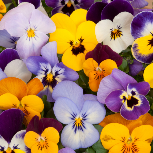 Colorful pansies