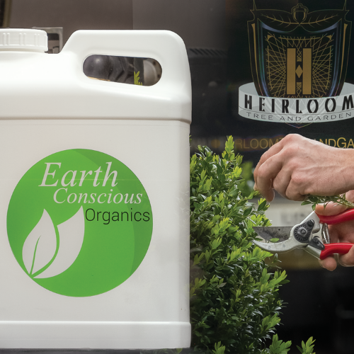 Clipping a bush next to Earth Conscious Organics jug. Earth Conscious Organics